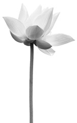  lotus en noir et blanc 