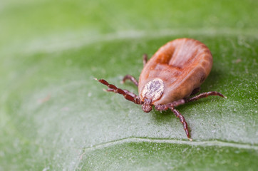 The tick is sitting on a green leaf