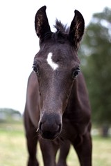 Naklejka premium Close up foal
