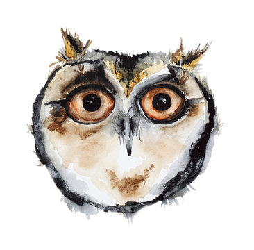 Watercolor owl bird