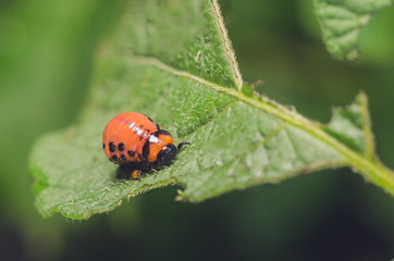 Red larva of the Colorado potato beetle eats potato leaves