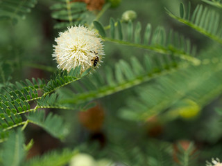 bee and Leucaena flower in a garden