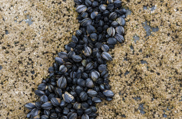 Mussels on Rock