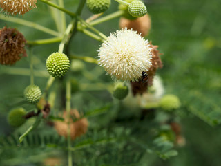 bee and Leucaena flower in a garden
