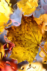 Fototapeta na wymiar Autumn background with leaves and water drops