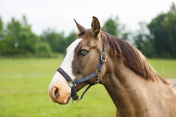 Obraz premium Horse with blue eyes