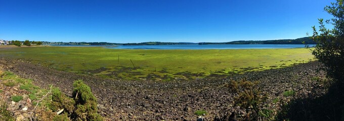 algues vertes littoral breton finistère