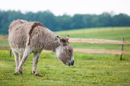Donkey on the pasture in summer
