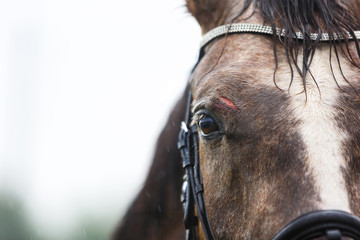 Wound on the forehead of a horse