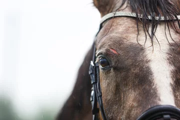 Fotobehang Wond op het voorhoofd van een paard © castenoid