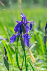 Синяя орхидея