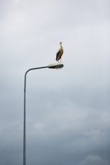 Stork on a street lamp