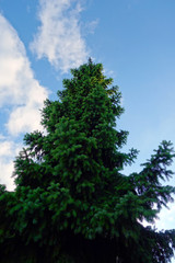 Obraz premium Spruce in the clouds