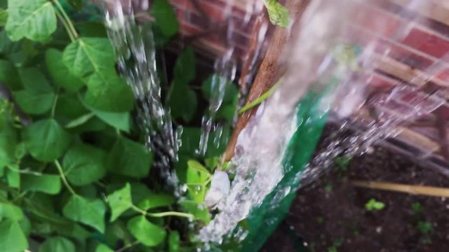 Watering runner bean plants in a vegetable garden at home