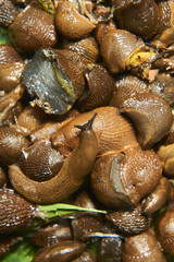 Group of slugs eating in the garden. Spanish slug (Arion vulgaris) invasion in garden. Invasive slug. Garden problem in Europe. Selective focus
