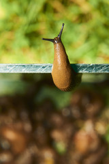 Escape of slug from aquarium where are collected from garden. Spanish slug (Arion vulgaris) invasion in garden. Invasive slug. Garden problem in Europe. Selective focus.