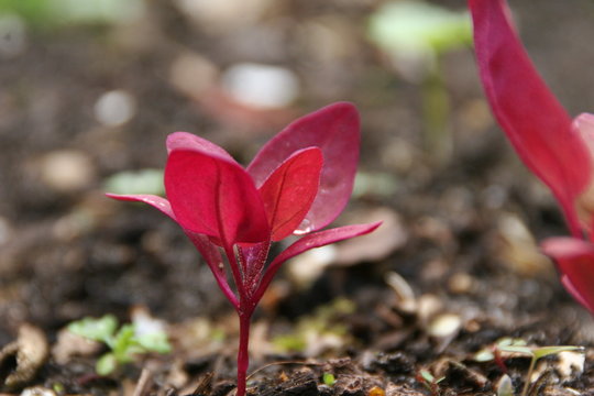 rote Melde/ Atriplex