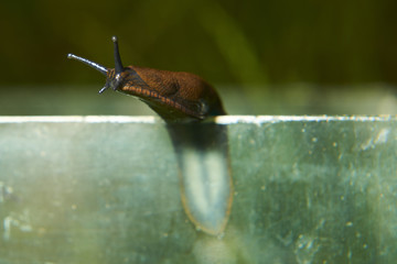 Escape of slug from aquarium where are collected from garden. Spanish slug (Arion vulgaris) invasion in garden. Invasive slug. Garden problem in Europe. Selective focus.