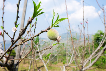 peach on branch of peach tree with blur mountain background
