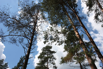 High trees stretching to the sky in Bialowieza National Park