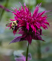Bee in Bee Balm