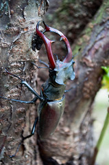 Lucanus cervus