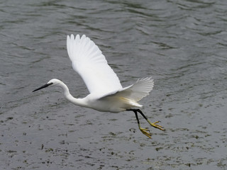 Little egret, Egretta garzetta