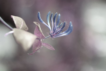 Honeysuckle plant,pastel colors