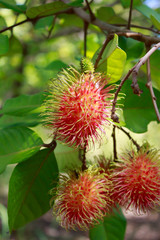 red rambutan fruits on tree