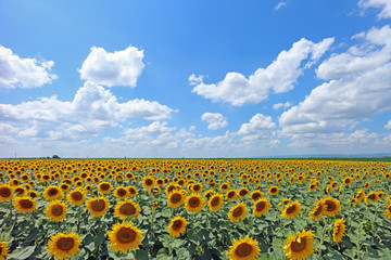 Obraz premium Feld mit Sonnenblumen