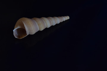 Single long white seashell with reflection on a black background.