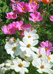 Cosmos blancs er roses © hcast