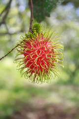 red rambutan fruits on tree