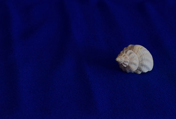 Single white seashell on a blue cloth background