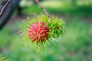 red rambutan fruits on tree