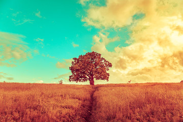 Obraz na płótnie Canvas Lonely tree in a green field.