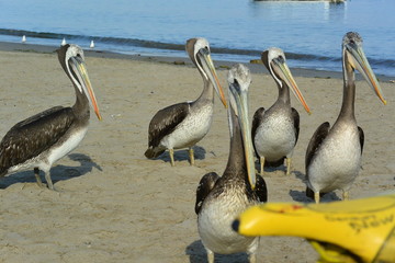 Paracas Pelican Peru
