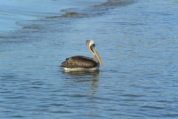 Paracas Pelican Peru