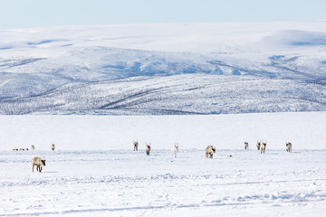 Plakat Reindeers 