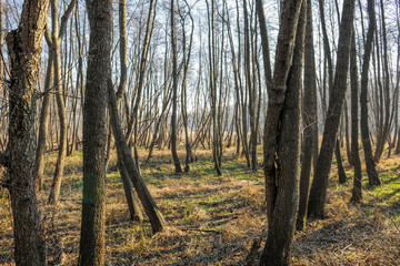 Fototapeta premium Resurgence forest