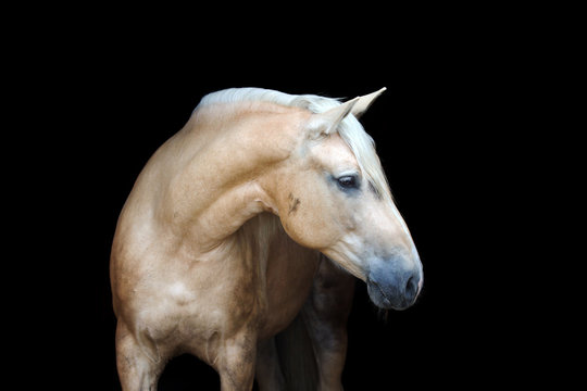 Portrait of a palomino horse isolated on black background.