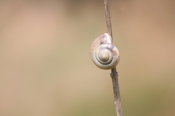 snail shell on the dry straw