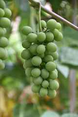 grappolo d'uva acerbo 