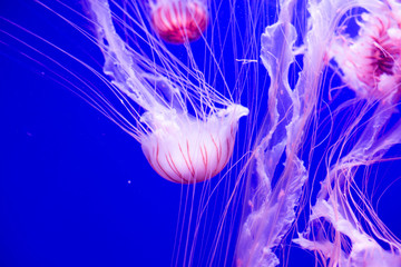 Pink jellyfish on a blue background