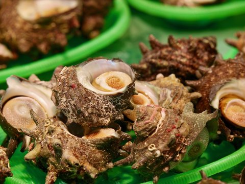 Turban shell/Sakaiminato,Tottori