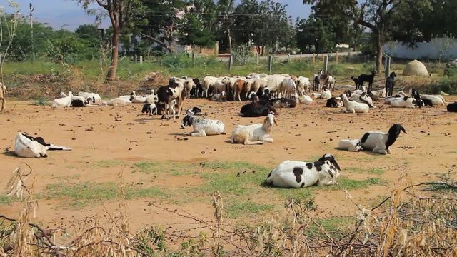 Dry, hilly Prairie of Deccan plateau (India). Sheep in corral of thorny branches of acacia
