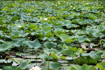 green Lotus leaf