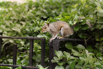 Squirrel in Battery Park
