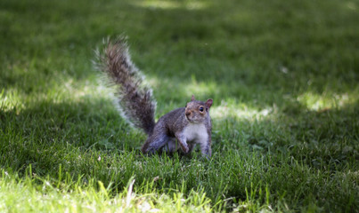 Naklejka na ściany i meble Squirrel in NYC