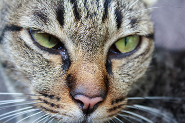 Close up cat eye